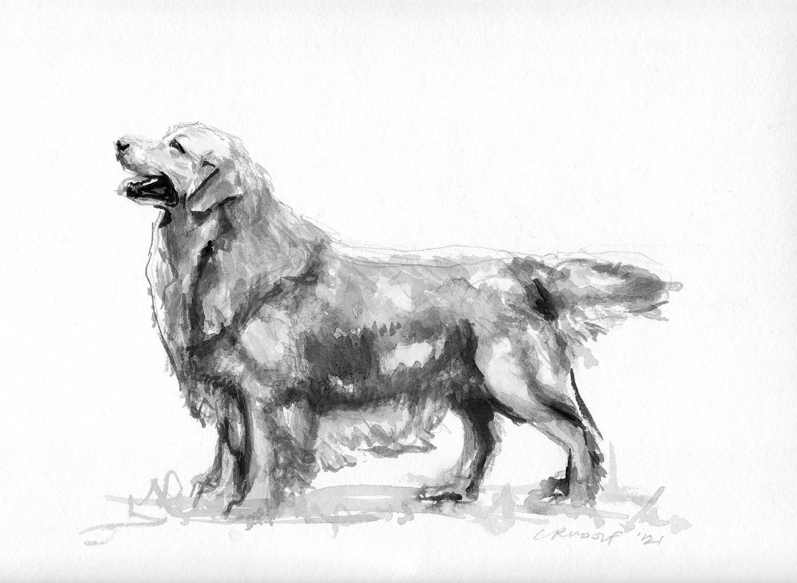 golden retirever.jpg