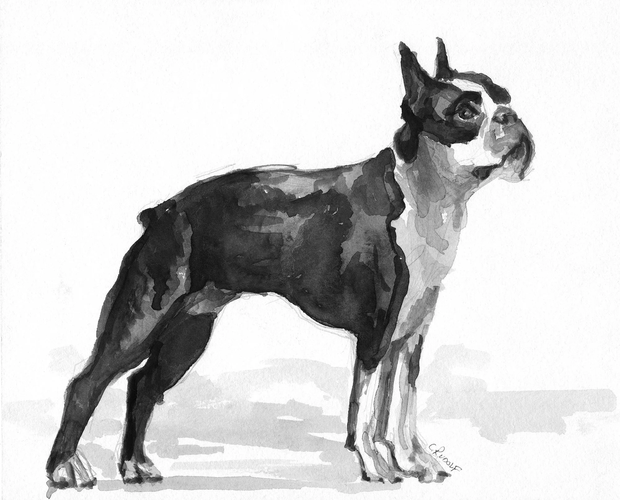 Boston Terrier better.jpg