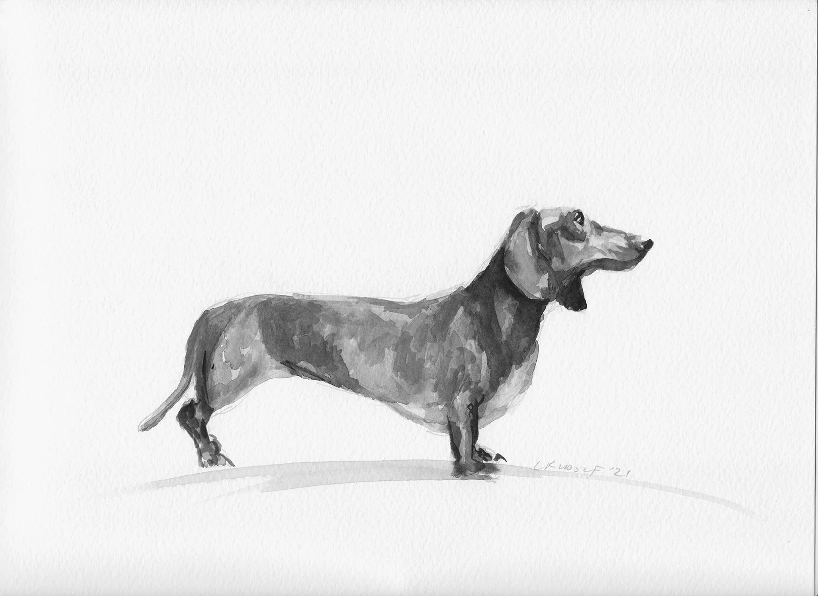 Dachshund.jpg