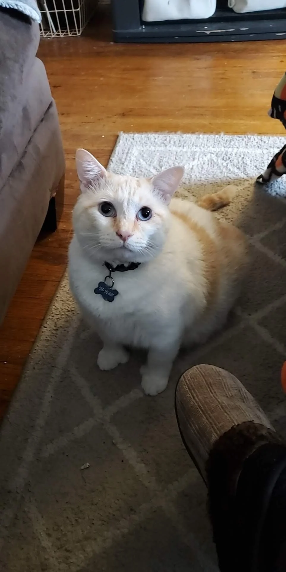 Cream-colored cat with blue eyes sitting on a patterned rug in a living room.