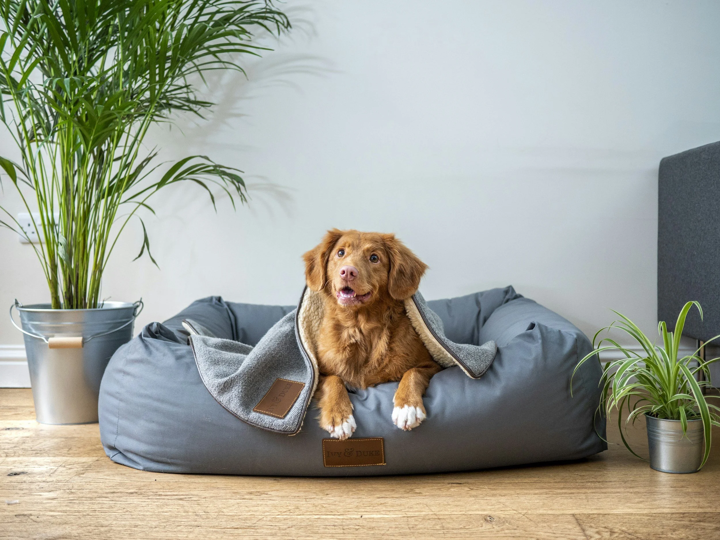 A brown dog with white paws and nose sitting on a gray pet bed, wearing a gray coat, with a potted plant with long green leaves nearby, against a plain white wall.