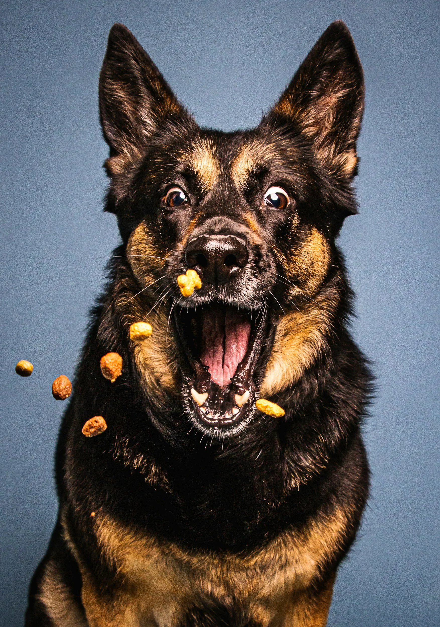 A black and tan dog, possibly a German Shepherd, with its mouth open as if barking or yawning, with dry dog food falling around its face and some on its nose and tongue, set against a plain, muted background.