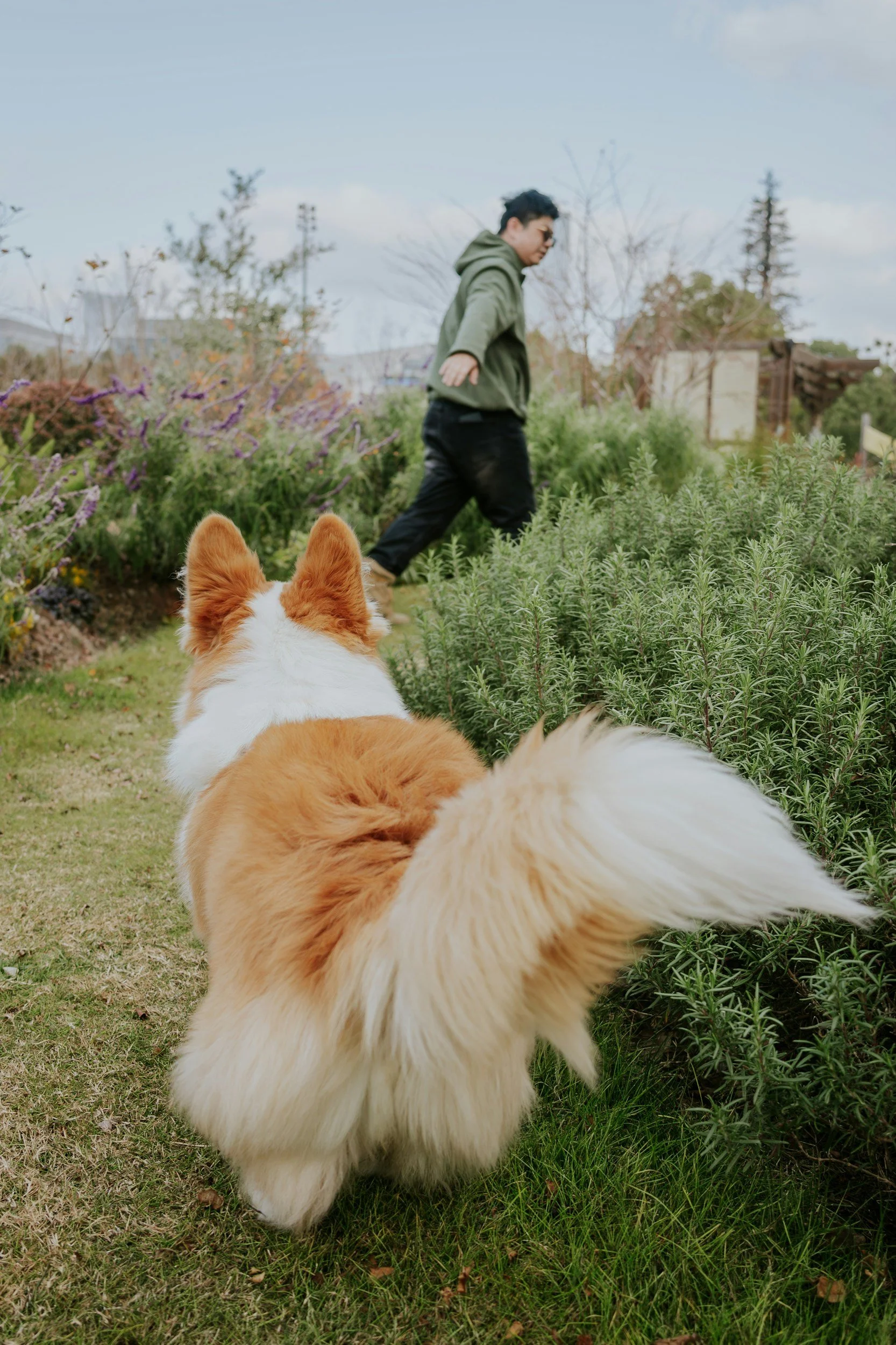 View of several dogs in a garden with a person walking in the background, looking down and sliding their hands into their pockets.