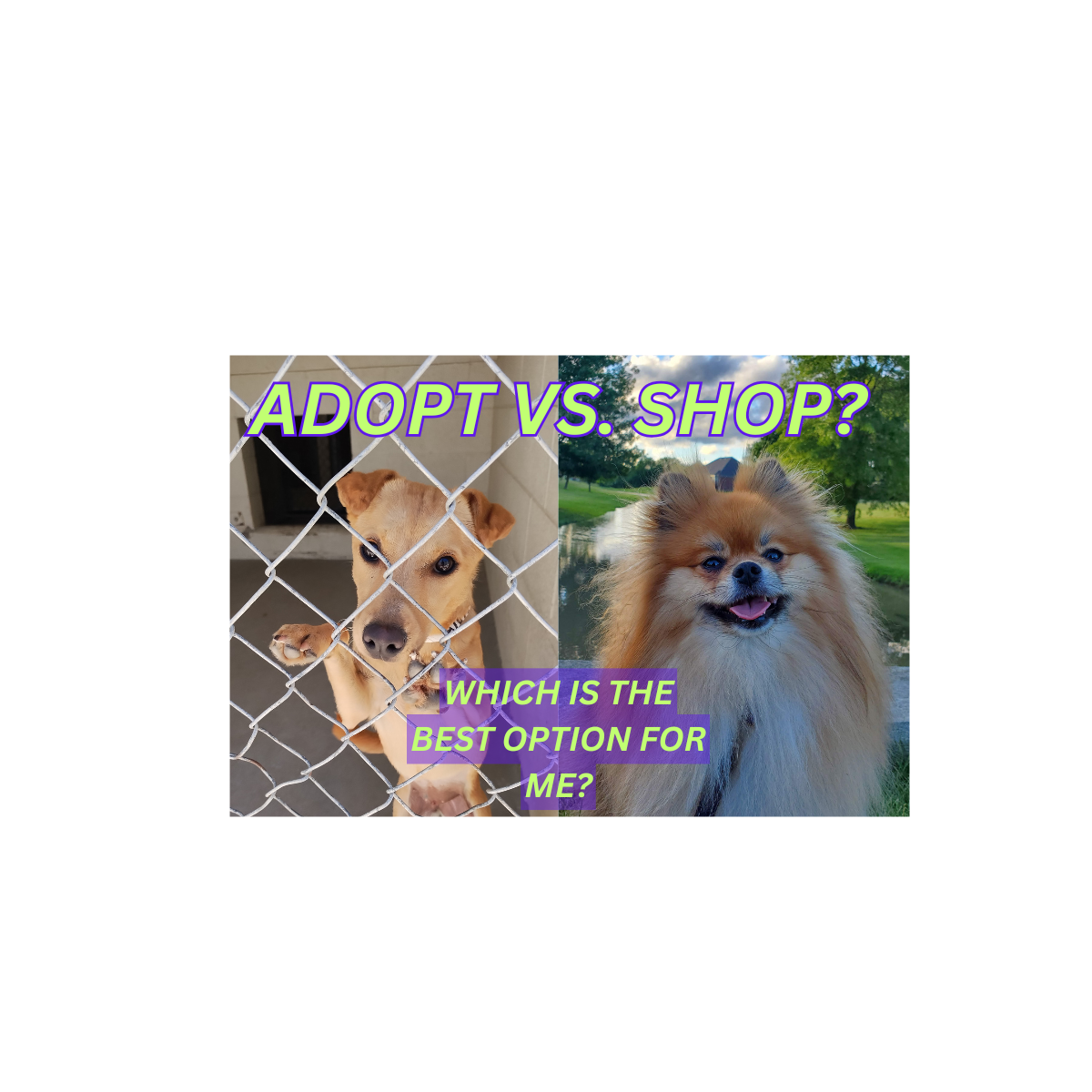 Adopt vs. Shop?…