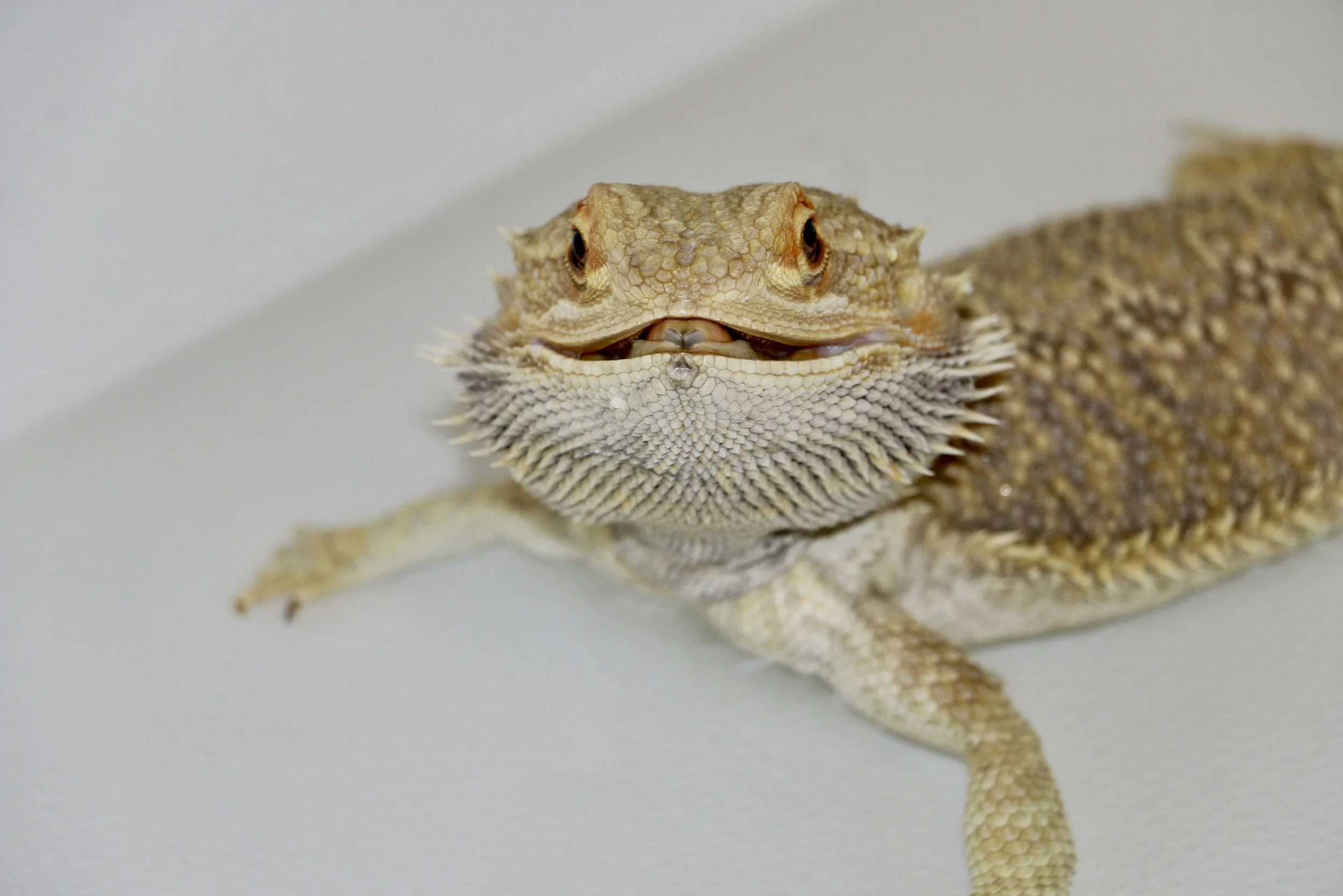 Close-up of a bearded dragon lizard on a white background, showing its textured skin, spiny scales, and facial features.