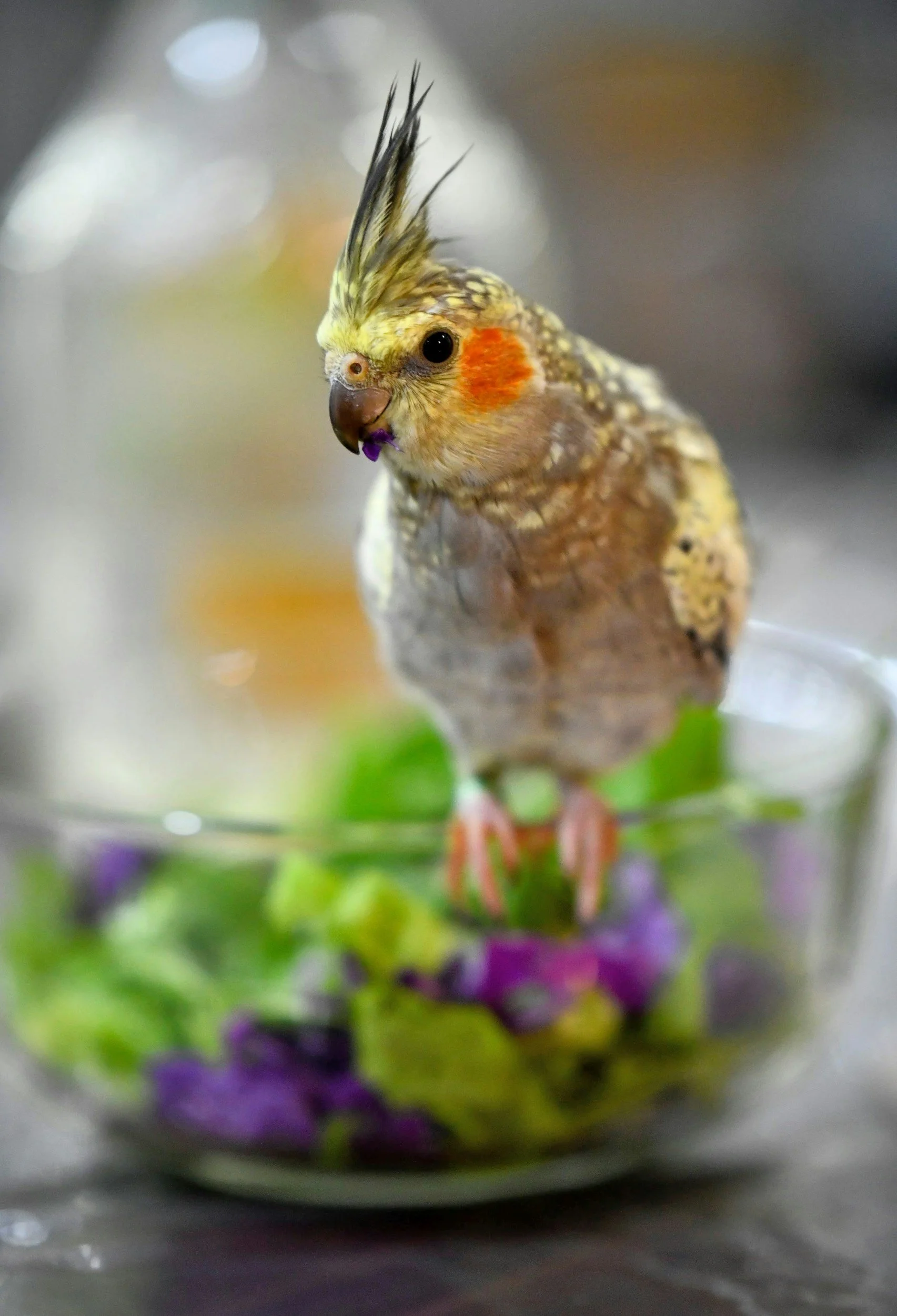 A cockatiel bird with yellow and orange coloring, featuring distinctive crest feathers and dark eyes, perched on a branch surrounded by green leaves and purple flowers.