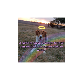 A guide to saying goodbye to your pets that ALL pet owners need to read...
