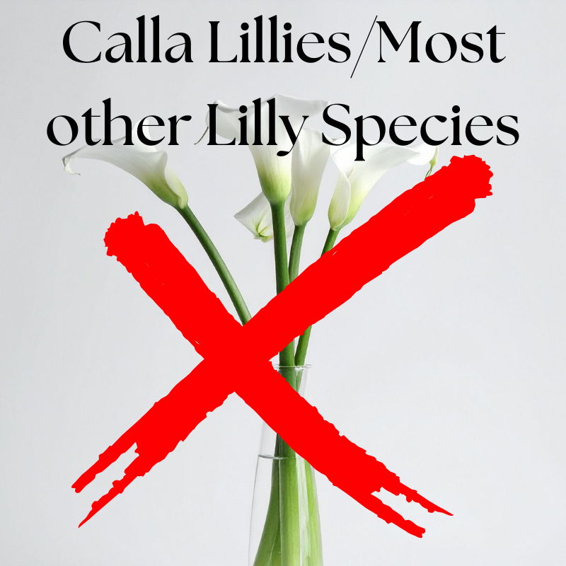 Spider Plant (9).png