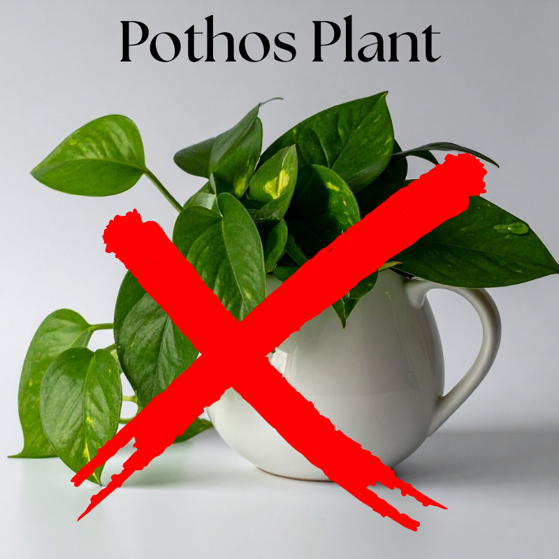 Spider Plant (10).png