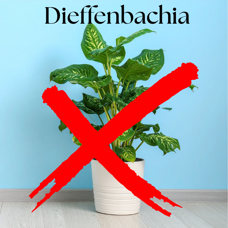 Spider Plant (11).png