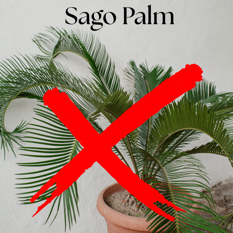 Spider Plant (13).png