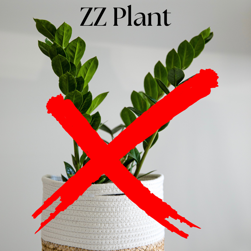 Spider Plant (14).png