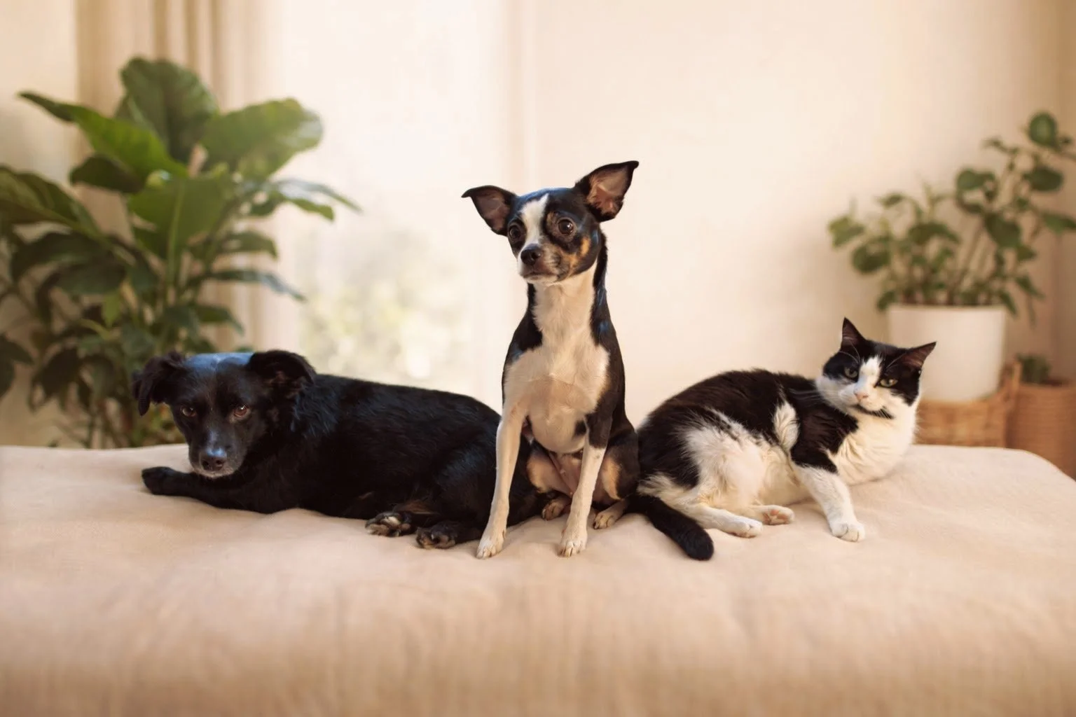 A black and white dog, a Chihuahua, and a black and white cat lying and sitting on a beige couch with green potted plants in the background.