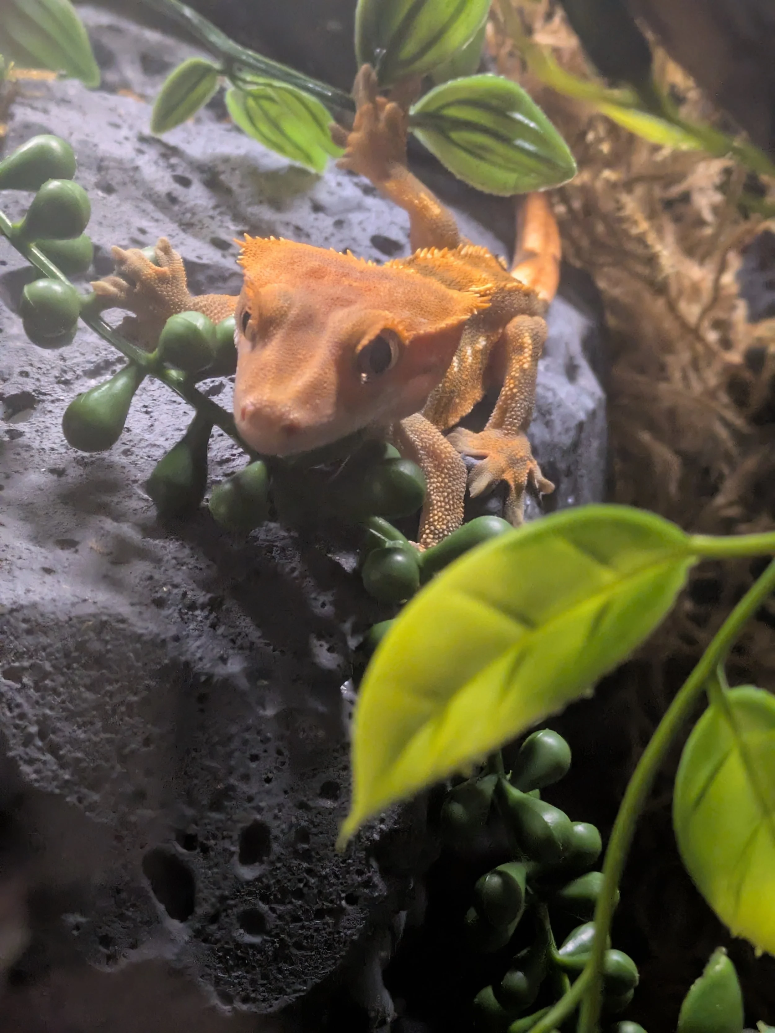 Close-up of a crested gecko on a rock, surrounded by green plants and foliage.
