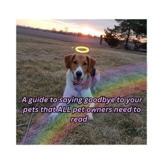 A dog sitting outdoors during sunset with a halo above its head and a rainbow nearby, overlaid with text about pet care.