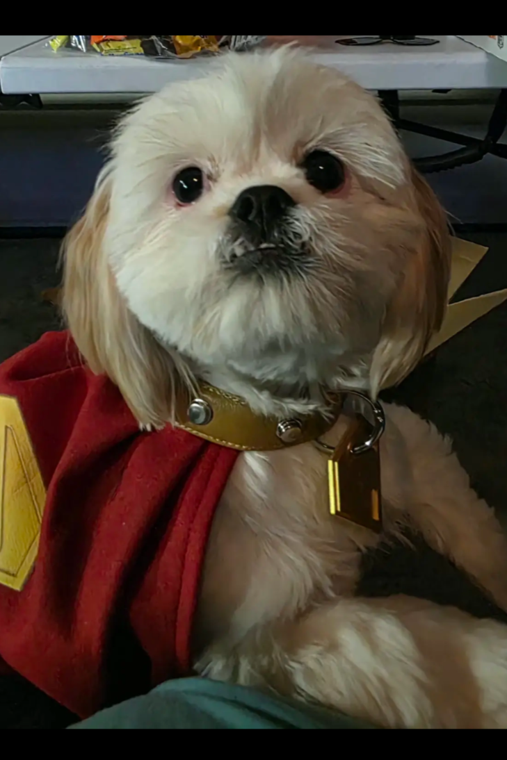 A small dog with tan and white fur, wearing a red cape and a yellow collar, sitting indoors.