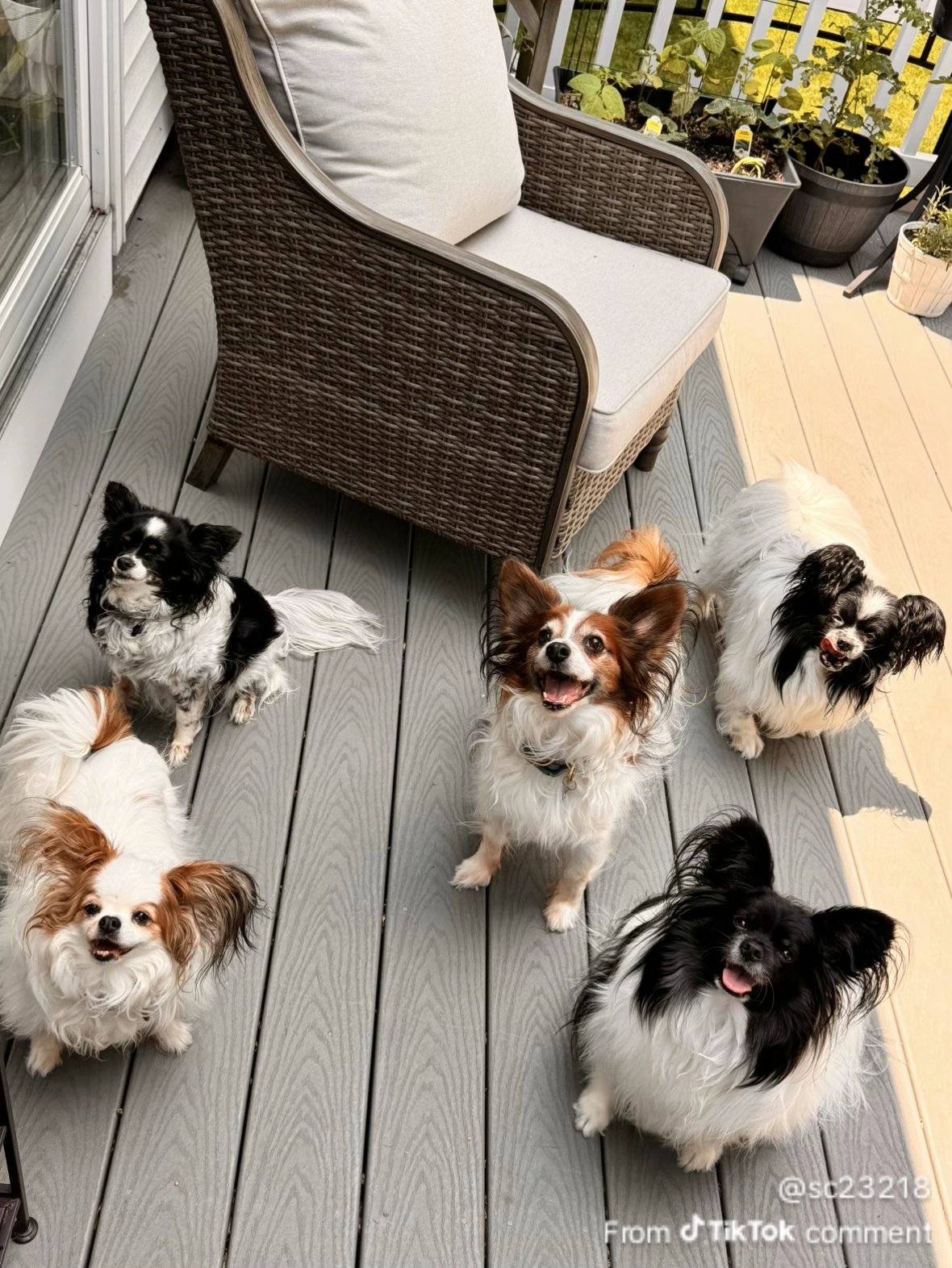 Six small dogs, including three Papillons and a black and white dog, looking up at the camera on a wooden deck with outdoor furniture and potted plants.