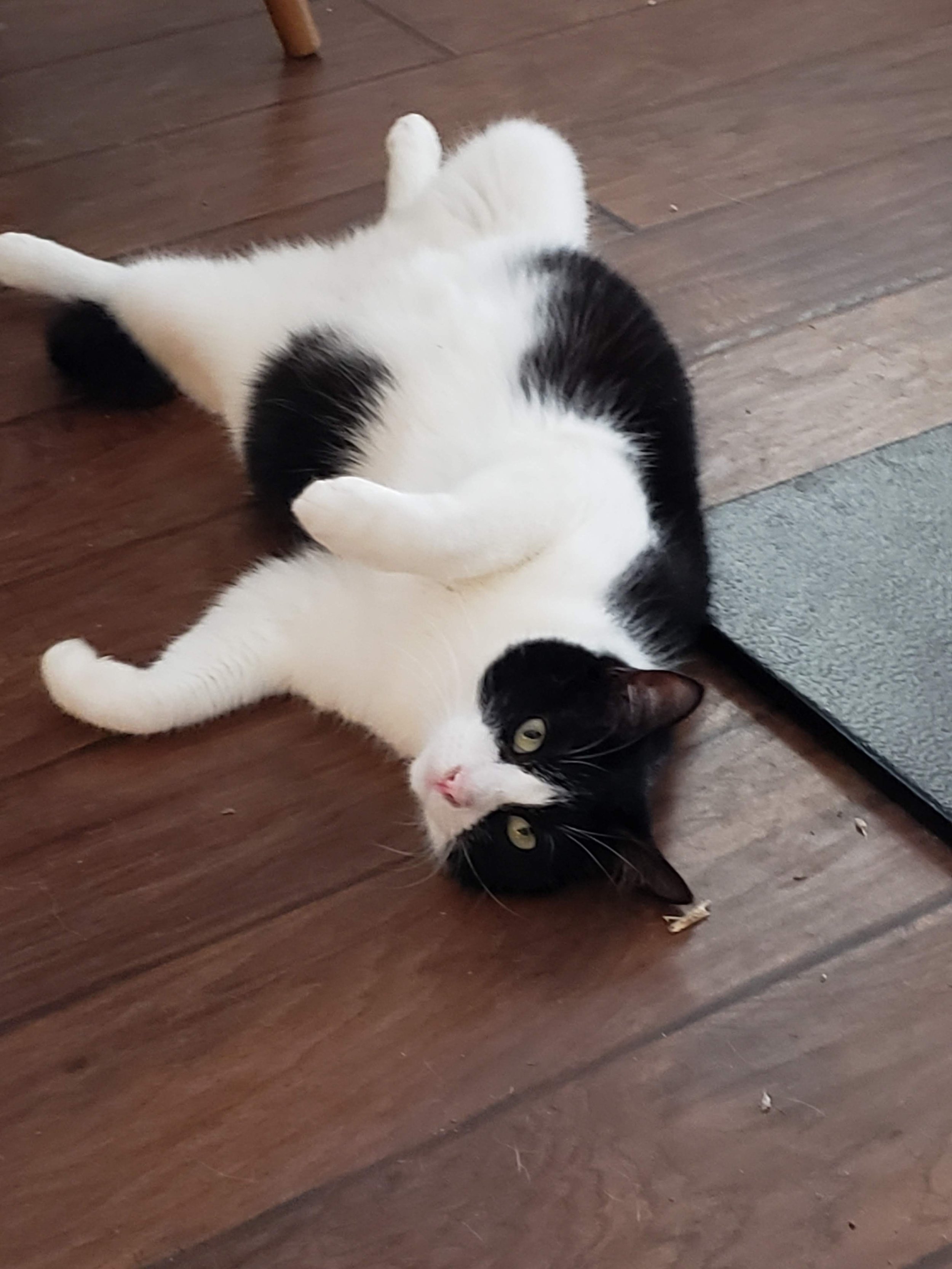 A black and white cat lying on its back on a wooden floor, with its head turned to look at the camera.