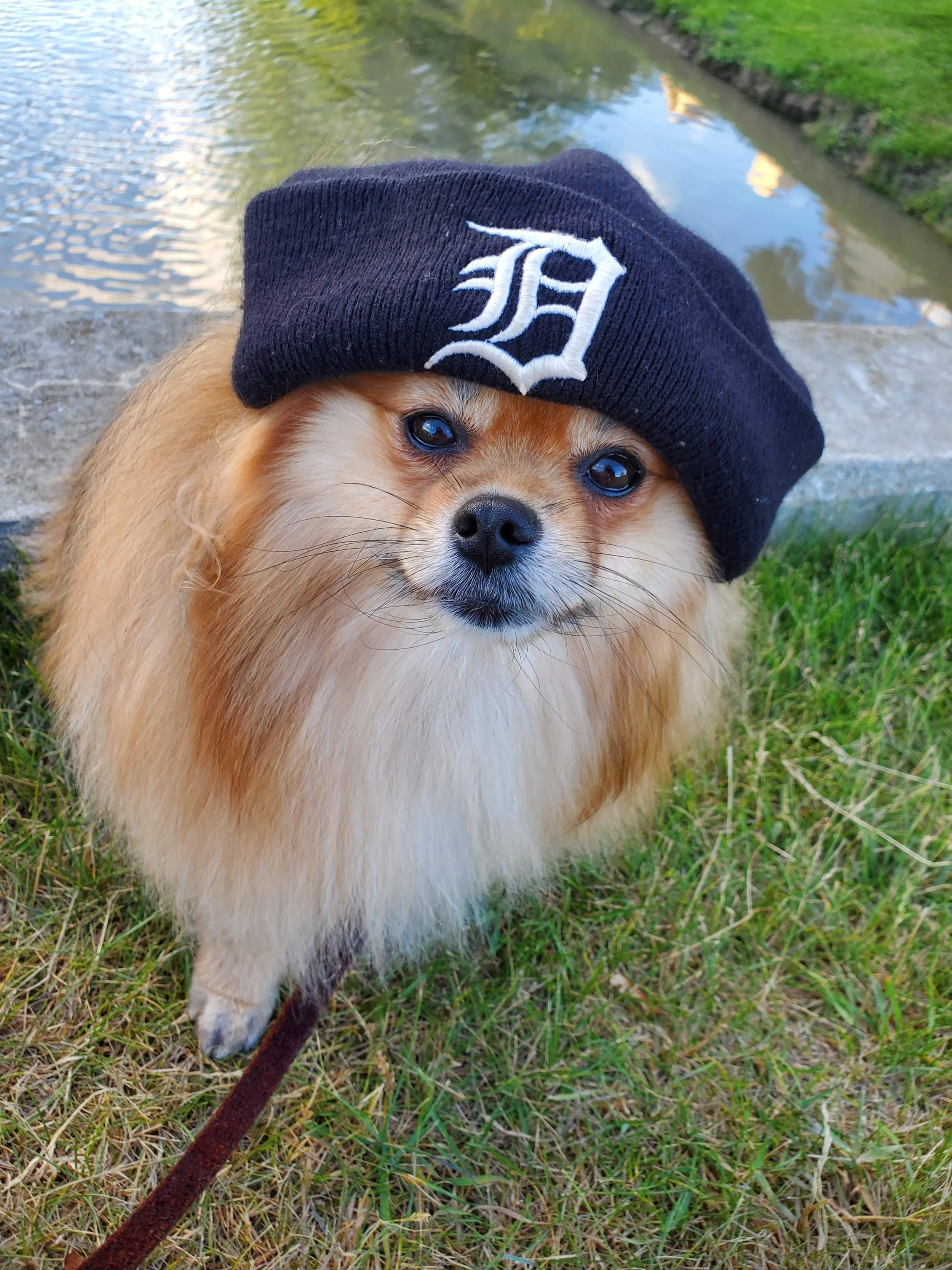 A small fluffy dog with tan and white fur is wearing a black knit hat with a white Detroit Tigers logo on it. The dog is outdoors near a body of water with green grass and trees in the background.