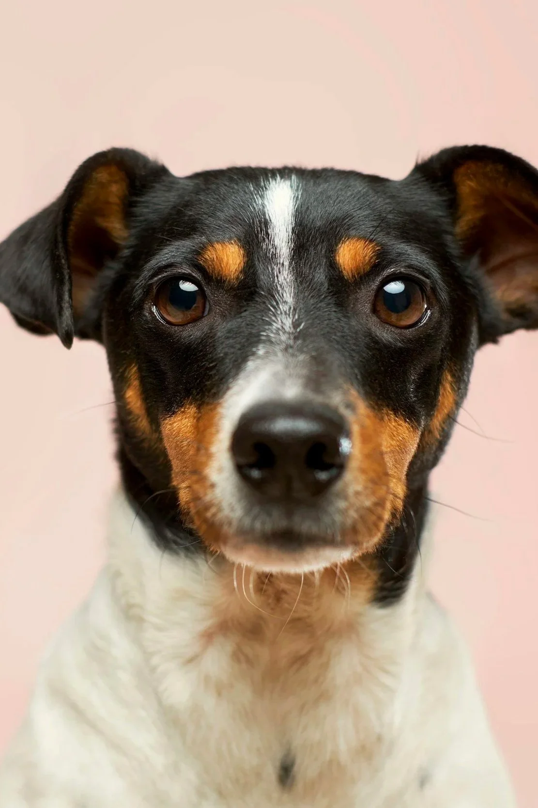 Close-up of a black, white, and brown dog with expressive eyes and a pink background.