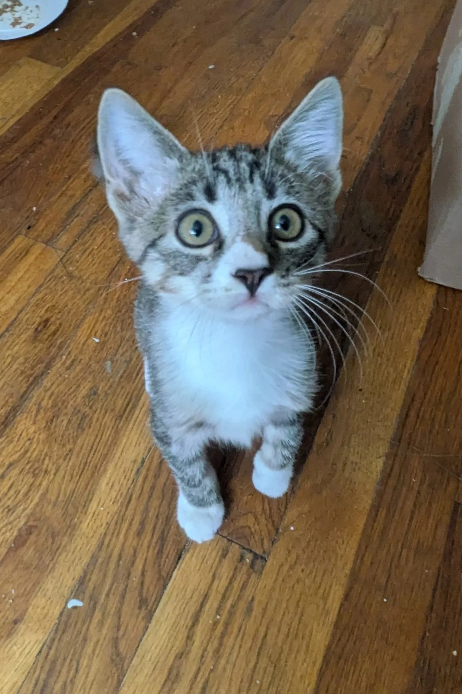 A young tabby cat with yellow eyes looking up at the camera on a wooden floor.