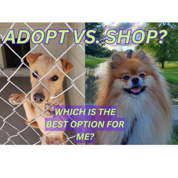 Image showing two different dogs with a caption asking "Adopt vs. Shop?" and "Which is the best option for me?"