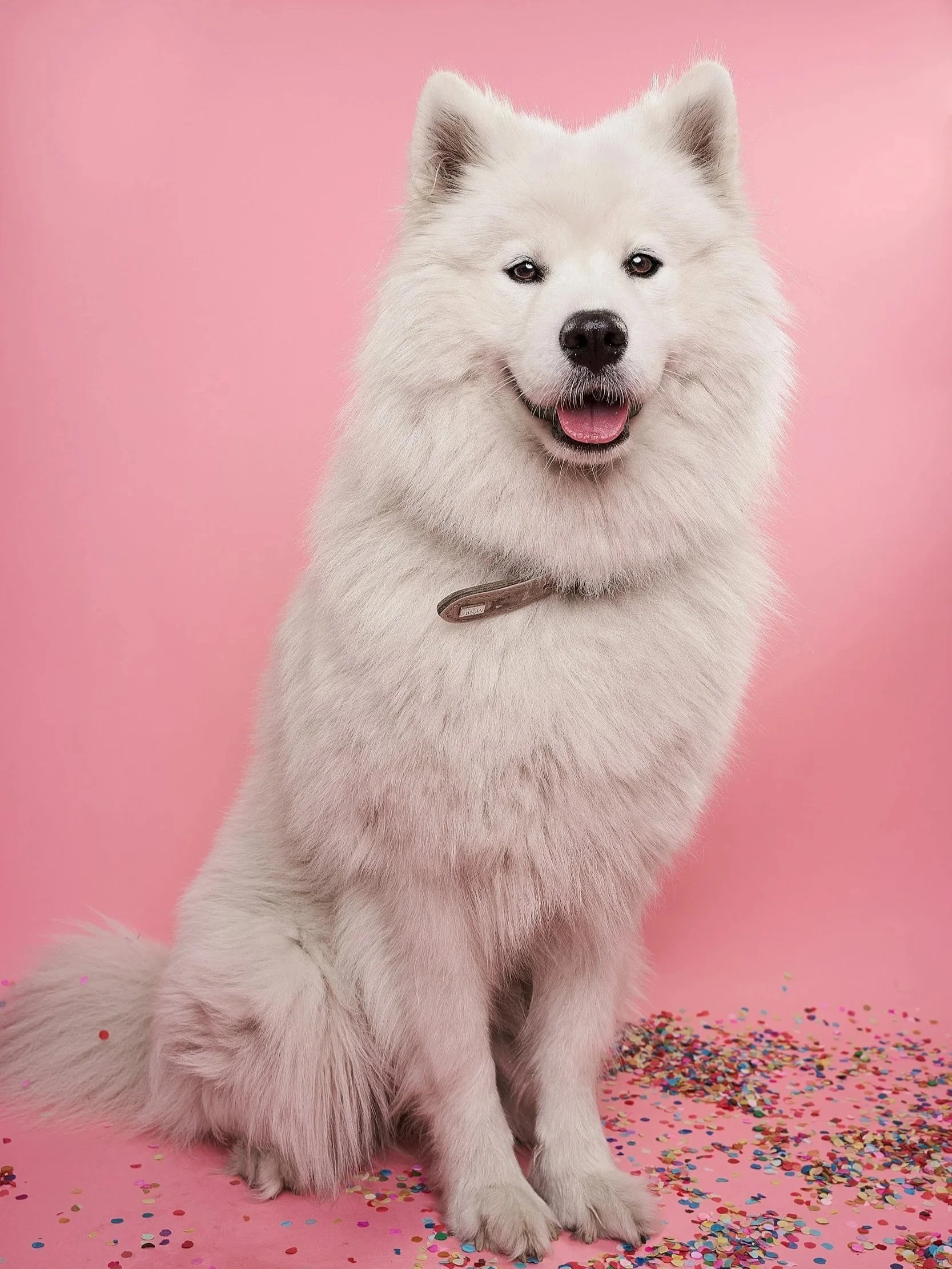 A white fluffy dog sitting on a pink background with scattered multicolored confetti, smiling with its mouth open and tongue slightly out, wearing a collar.
