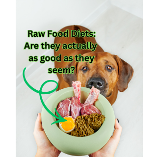 Dog looking at a bowl of raw food, with the text "Raw Food Diets: Are they actually as good as they seem?"