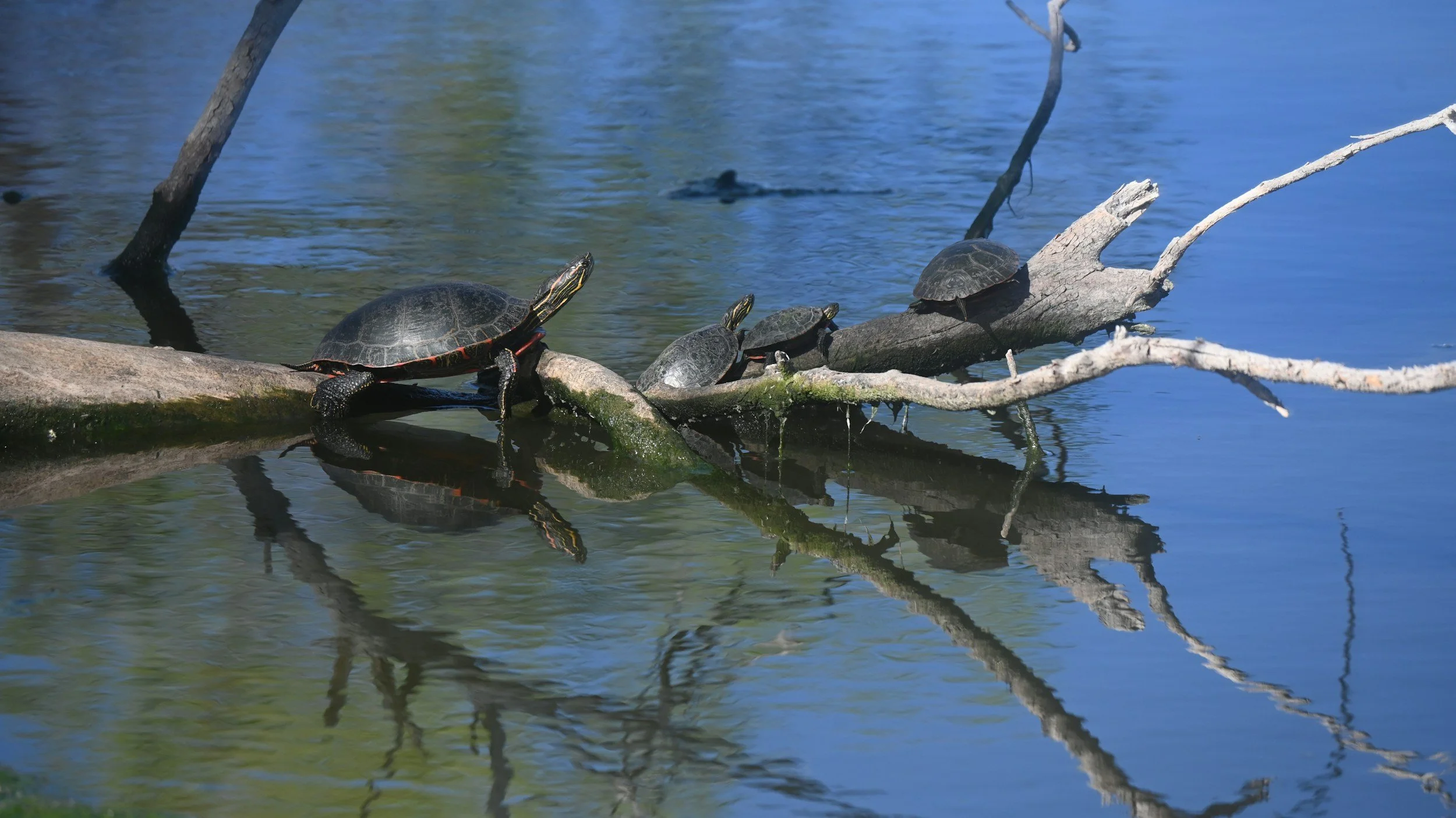 Several turtles sunbathing and climbing on a fallen tree branch in a pond.