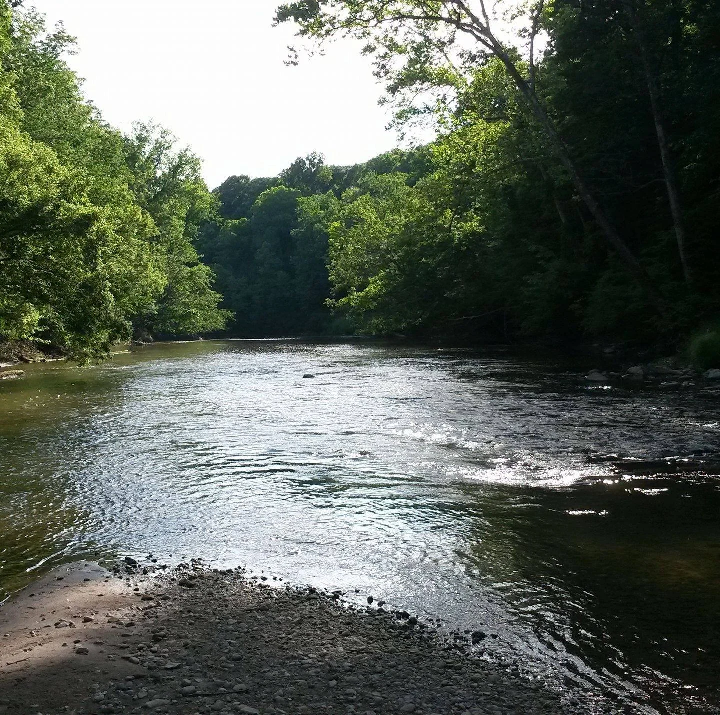 A peaceful river flowing through a forest with dense green trees on both sides, sunlight reflecting on the water.