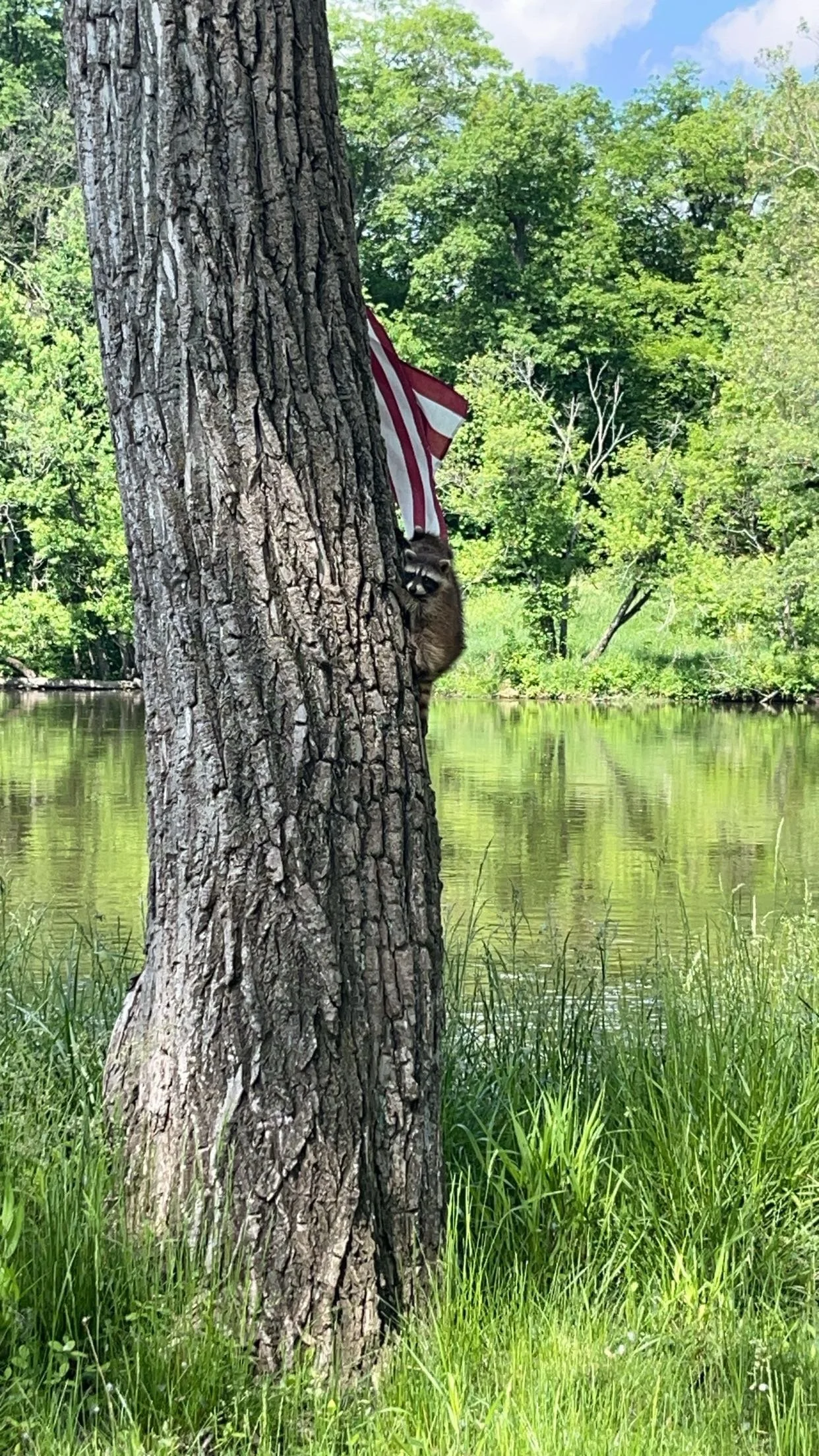 A raccoon climbing a tree near a body of water, with green trees and grass in the background and an American flag hanging on the tree.