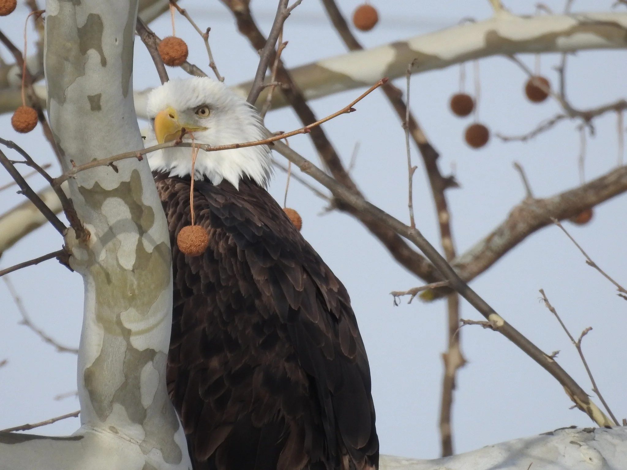 Close-up of a bald eagle perched on a tree branch near a light-colored trunk with peeling bark and small dry branches with round brown seed pods in the background.