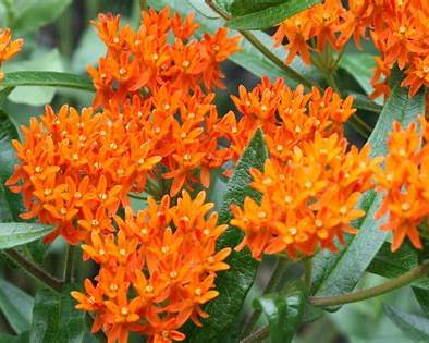Butterfly Milkweed - (Asclepias tuberosa)