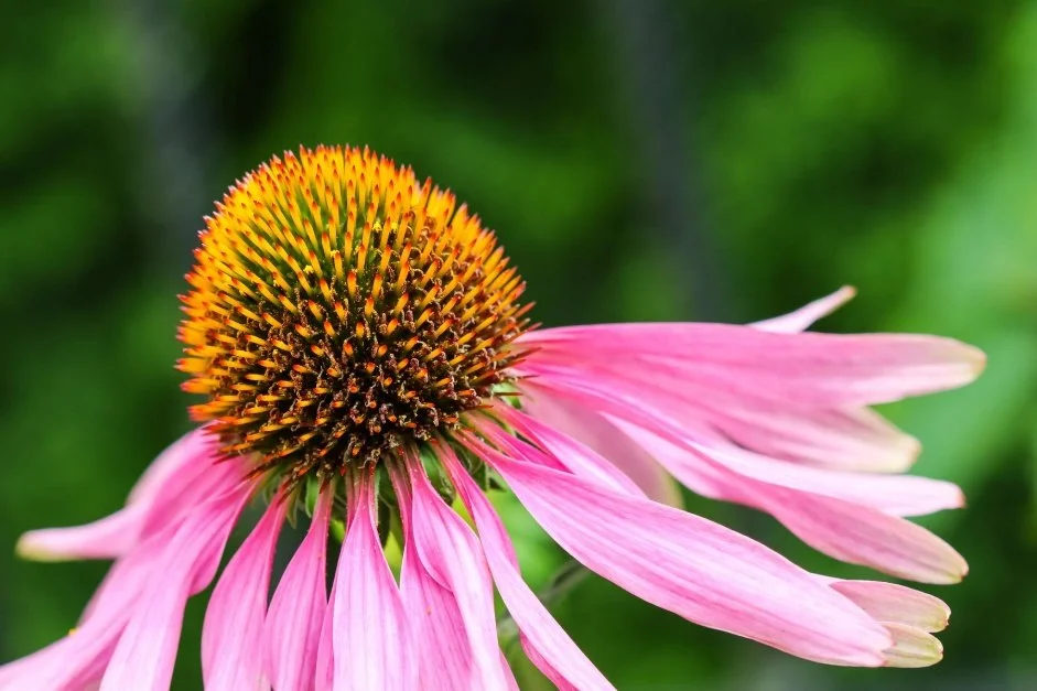 Purple Coneflower (Echinacea purpurea)