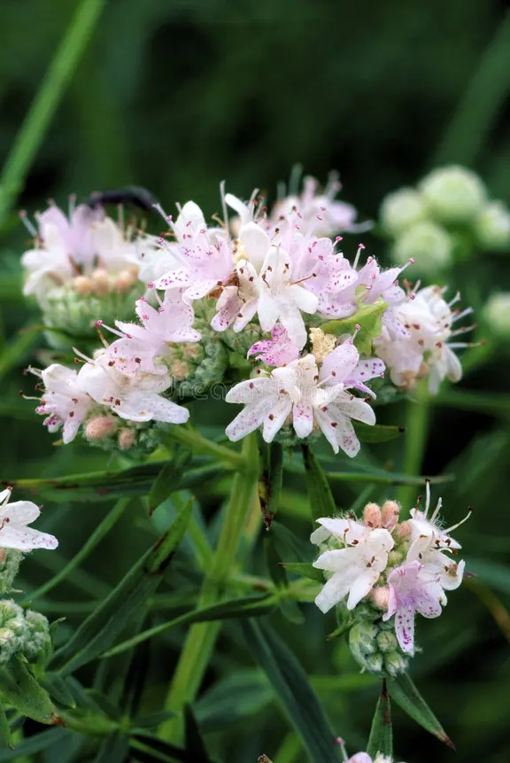 Common Mountain Mint (Pycnanthemum virginianum)