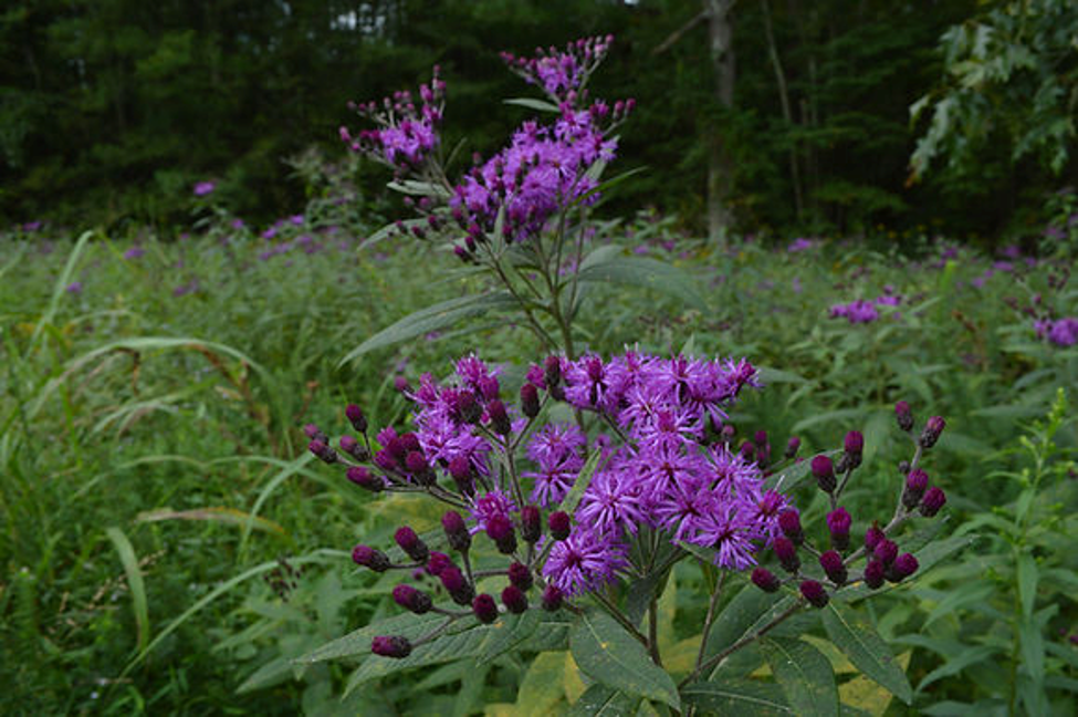 Iron Weed (Vernonia gigantea)