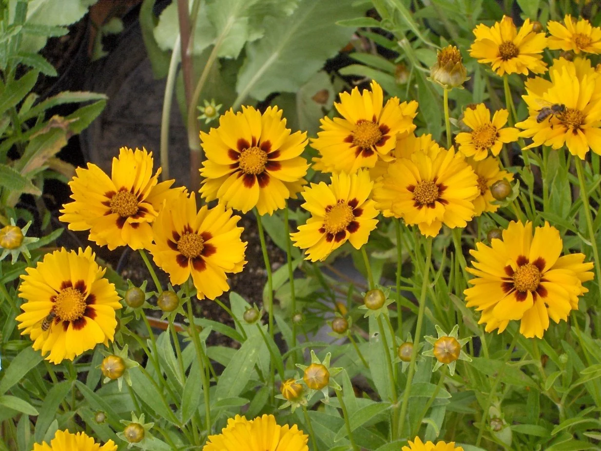 Lanceleaf Tickseed (Coreopsis lanceolata)