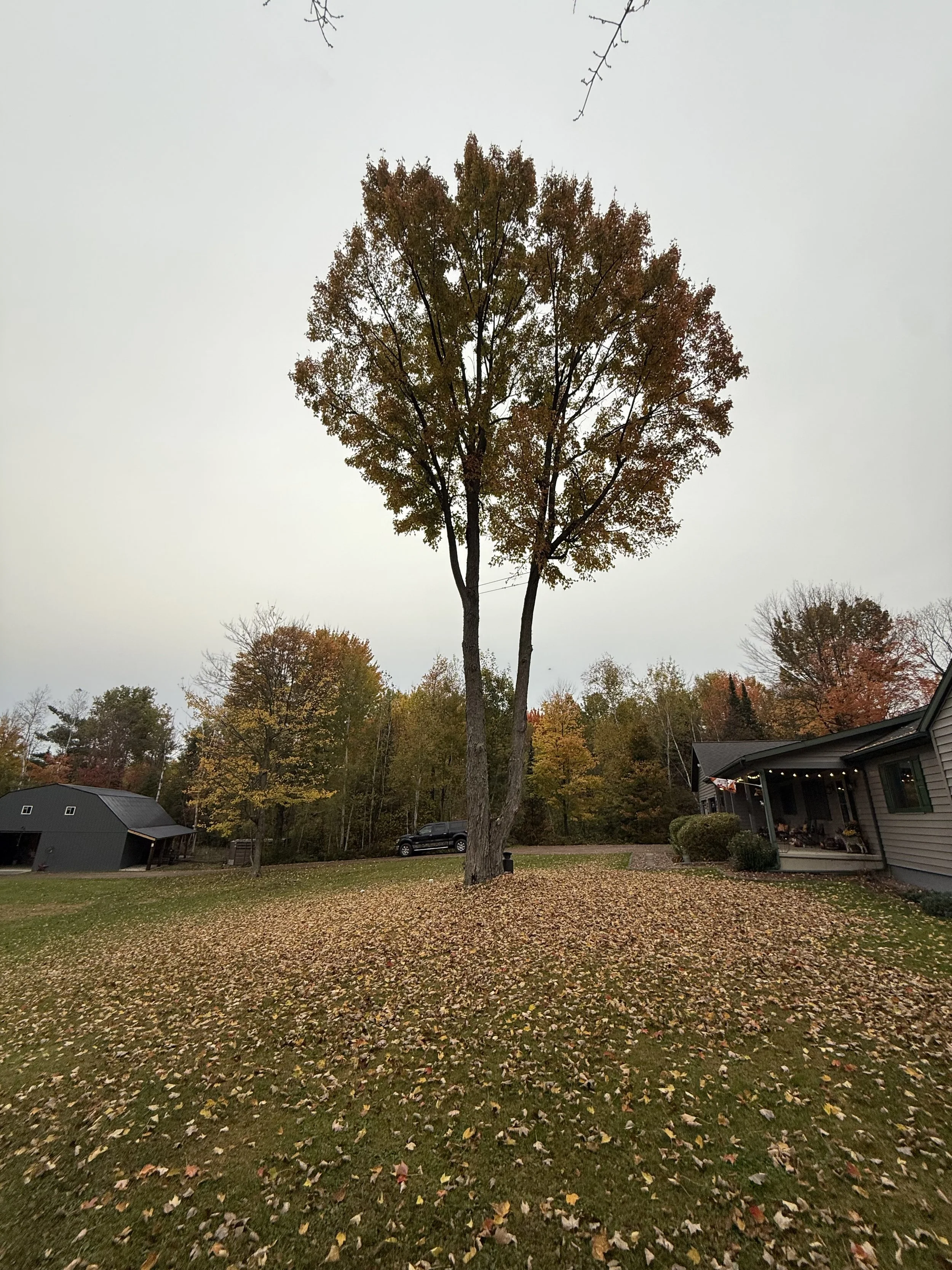 Merrill - Fell, Clean Debris, Stack Firewood