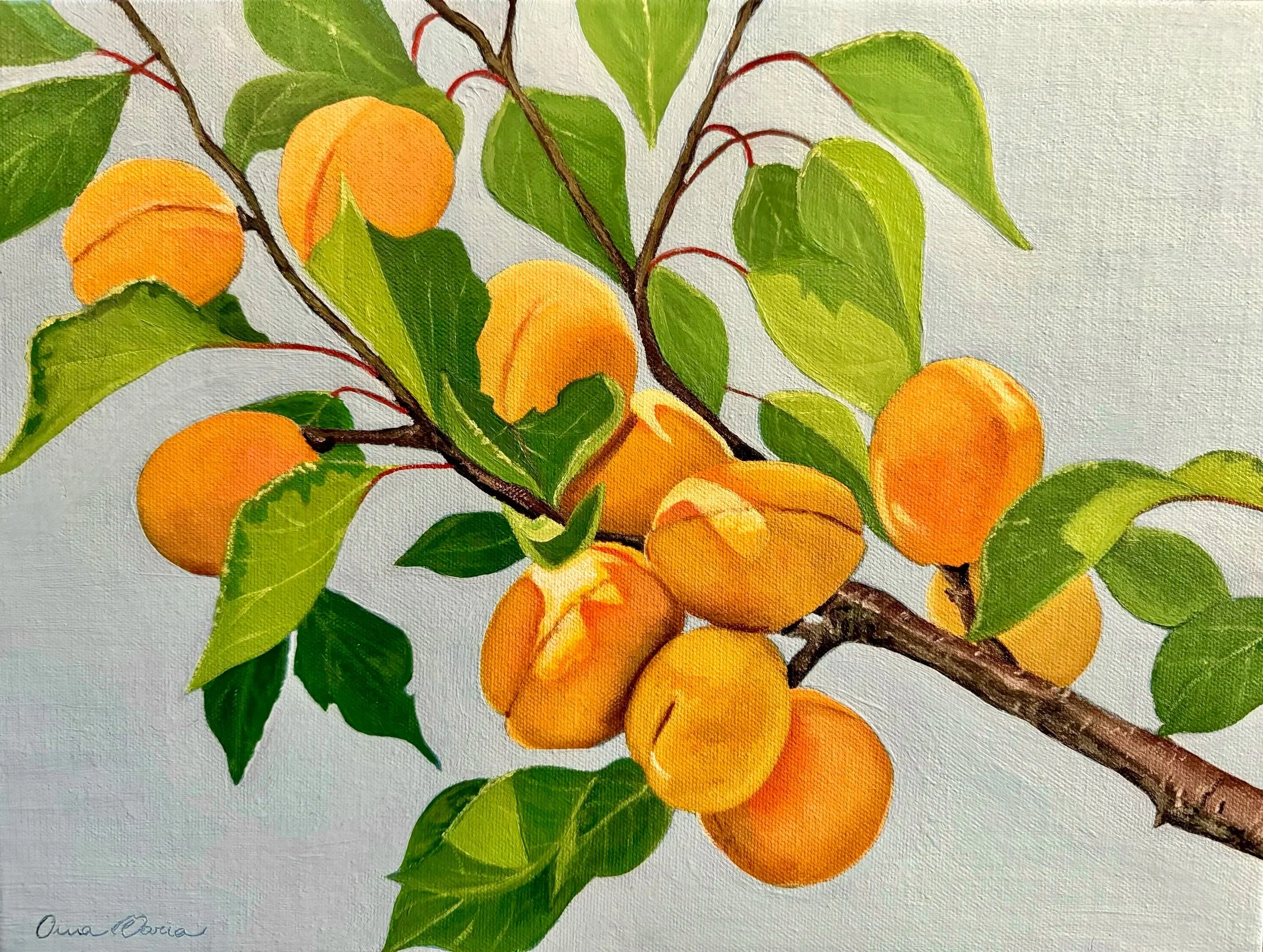 Sun-Kissed Apricots, oil painting of ripe apricots growing on a leafy branch in summer sunlight.