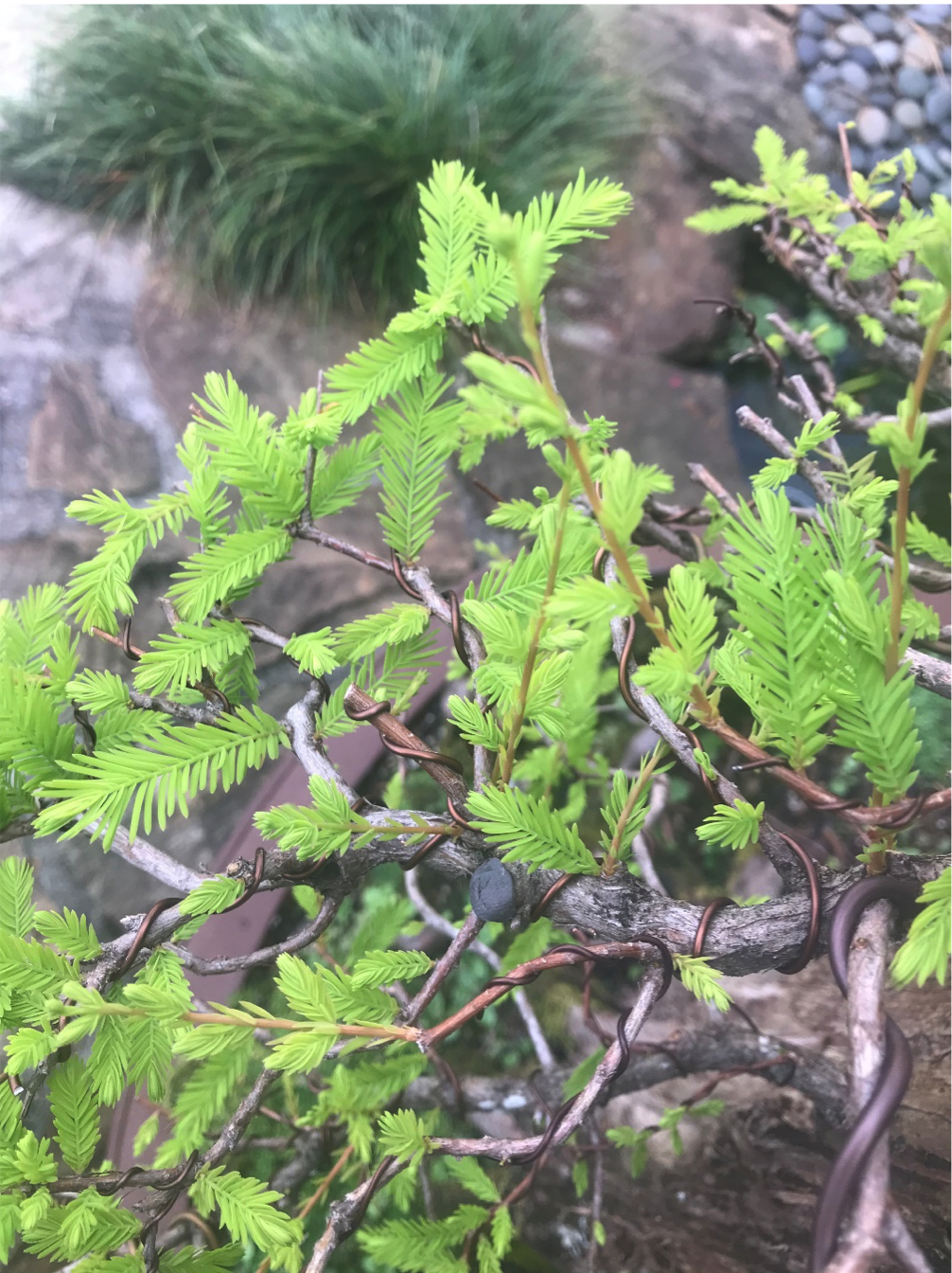 Bald Cypress: Bud Pinching vs. Defoliation