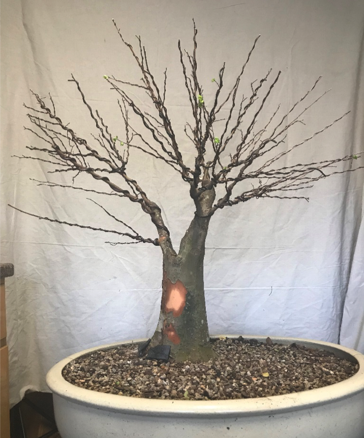 A $2 Auction Tree
