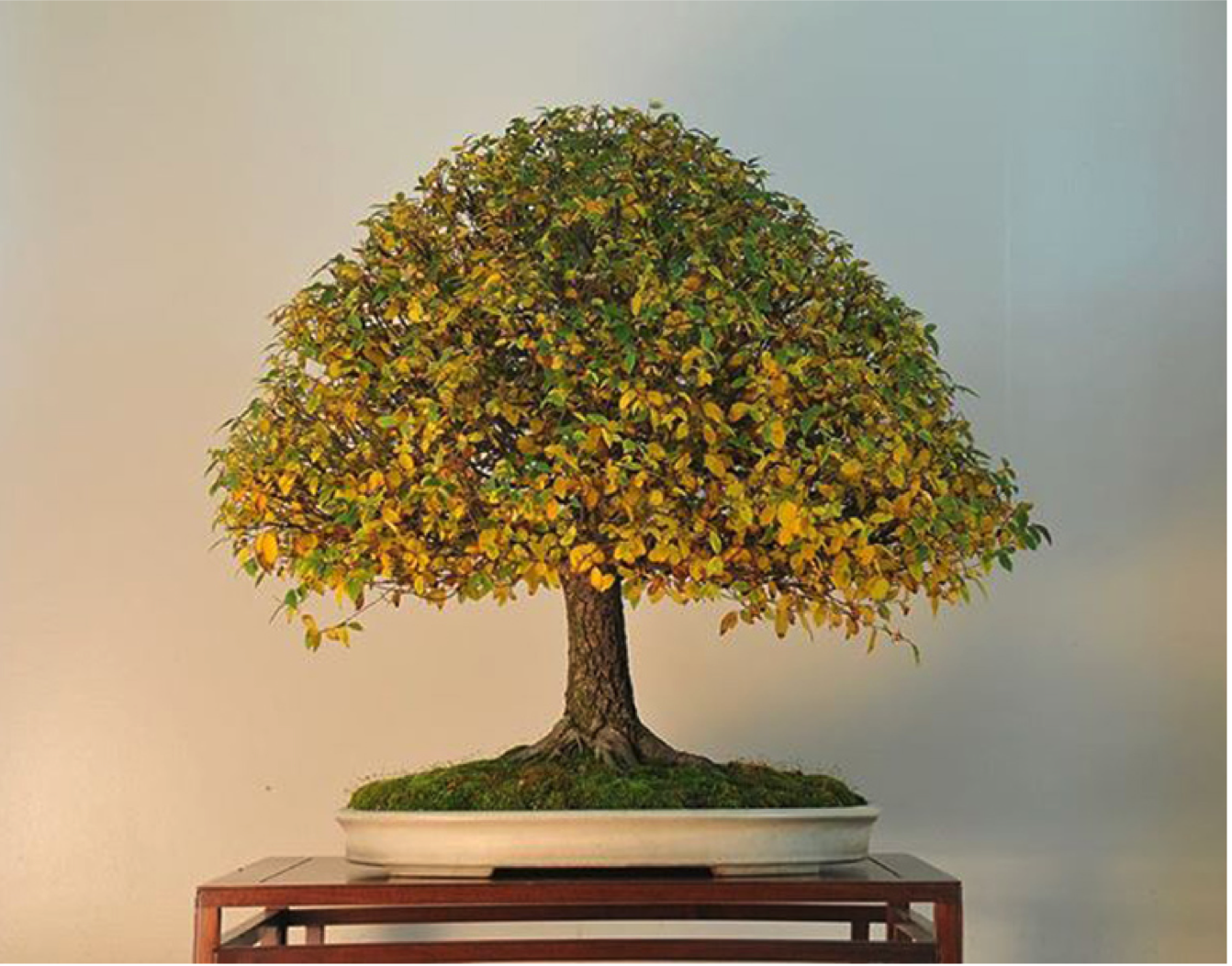 Louisiana Natives as Bonsai: American Elm