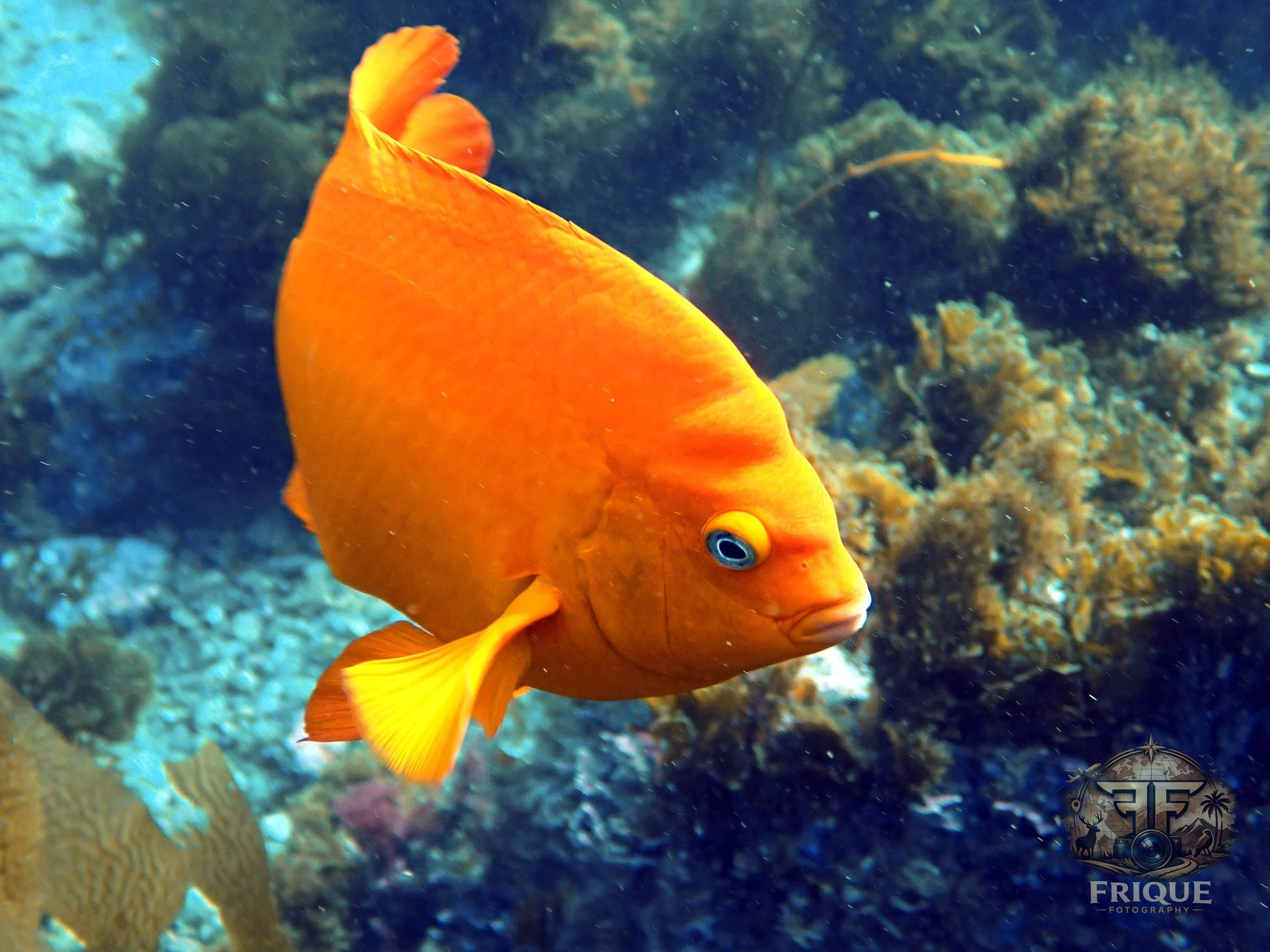 Catalina Island 2025