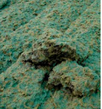 Close-up of a sand dune or mound of textured dirt or mossy ground