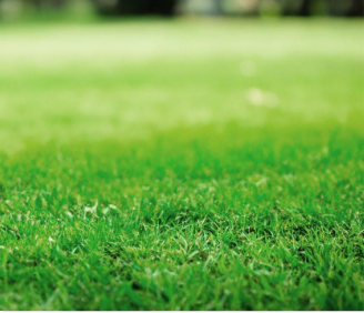 Close-up of a lush green grassy field.