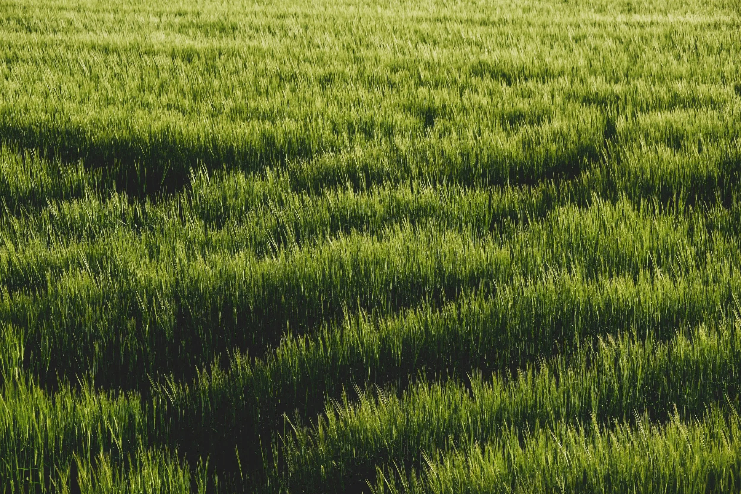 A lush green field of grass or crops, stretching into the distance with no visible structures or objects.
