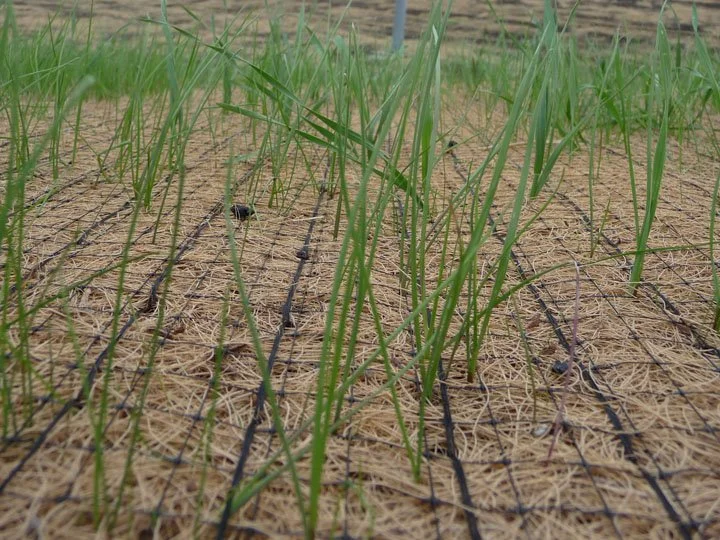 Close-up of a field with young green grass growing on a sandy surface.