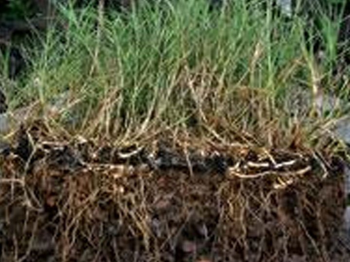 Close-up of soil with grass roots and green grass growing above ground.