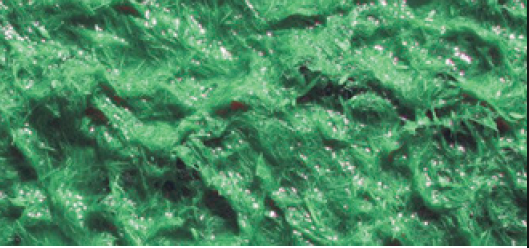 Close-up of lush green moss with tiny water droplets