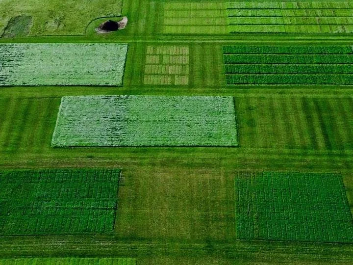 Aerial view of multiple green agricultural fields divided by dirt paths and lined with rows of crops, with a small pond in the top left corner.